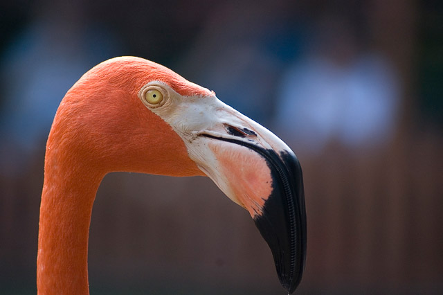 Flamingo Profile
